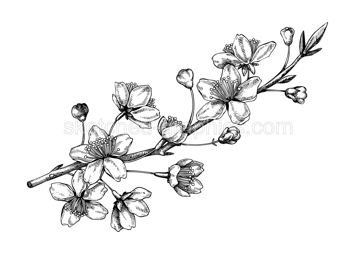 Cherry blossom sketch in engraved style. Flowering branch with flowers and leaves. Black contoured sakura drawing. Botanical vector illustration of spring tree isolated on white background Illustration